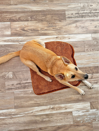 Buttered Toast Rug