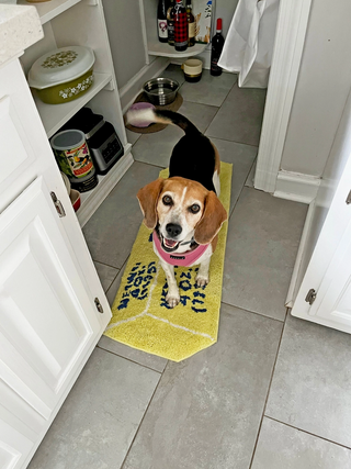 Butter Indoor Rug